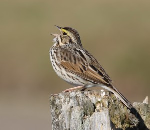 Belding’s Savannah Sparrow 